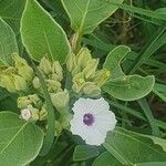 Astripomoea lachnosperma Flower