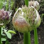 Allium giganteum Flor