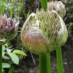 Allium giganteum Цвят