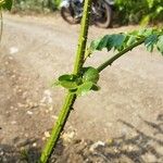 Caesalpinia bonduc Bark