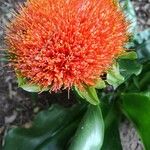 Scadoxus puniceus Flower