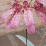 Bulbophyllum longiflorum Květ