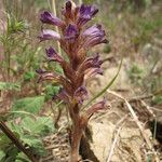 Orobanche olbiensis Habitus