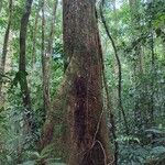 Manilkara staminodella Habit