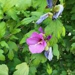 Hibiscus syriacusFlower