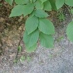 Ostrya virginiana Leaf