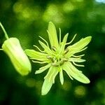 Passiflora lutea Φύλλο