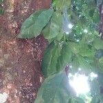 Rothmannia urcelliformis List