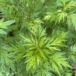 Artemisia princeps Květ