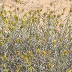 Bebbia juncea Blodyn