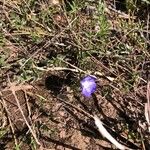 Evolvulus alsinoides Flower