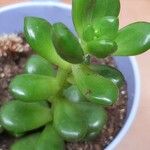 Sedum hernandezii Foglia