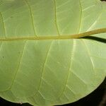 Peltastes isthmicus Corteza