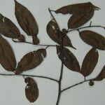 Ficus duartei Diğer