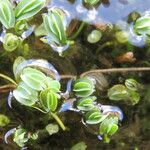 Lachemilla diplophylla Blatt