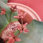 Welwitschia mirabilis Sonstige