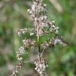 Solidago altissima Frucht