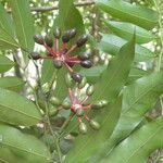 Guatteria dolichopoda Fruit