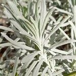 Lavandula latifolia Blatt