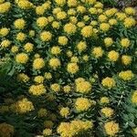 Rhodiola ishidae 整株植物