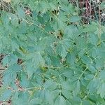 Thalictrum flavum Leaf