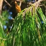 Pinus patula Leaf