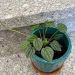 Peperomia albovittata Ліст