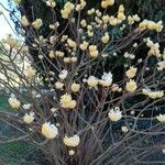 Edgeworthia tomentosa Costuma