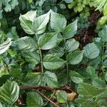 Tecomaria capensis Blatt