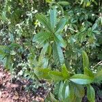 Cordia americana Leaf