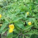 Anemonoides ranunculoides ഇല