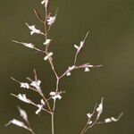 Agrostis rupestris Muu