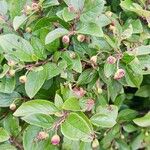 Cotoneaster acutifolius叶