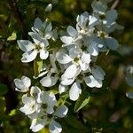 Exochorda racemosa Květ