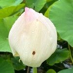 Nelumbo nucifera 花