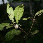 Symplocos cochinchinensis Hoja