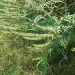 Ambrosia artemisiifolia Плод