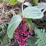 Medinilla speciosa 花