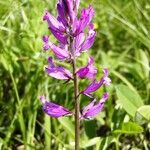 Polygala major Цвят