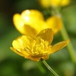 Ranunculus bulbosus Kvet
