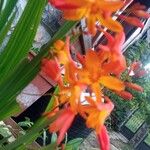 Crocosmia aurea Λουλούδι