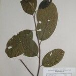 Litsea monopetala その他の提案