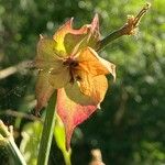 Leycesteria formosa Blüte