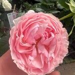 Rosa × damascena Flors
