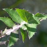 Sonchus oleraceus Blad