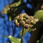 Hedera helix Gyümölcs