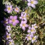 Spergularia purpurea Blüte