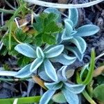 Antennaria carpatica Folha