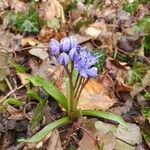 Scilla verna Flower