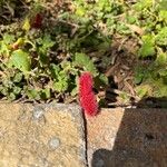 Acalypha herzogiana Květ